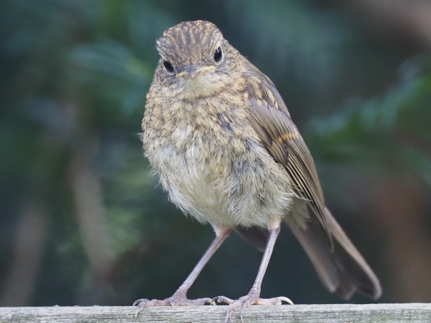 A young redstart