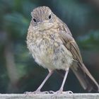 A young redstart