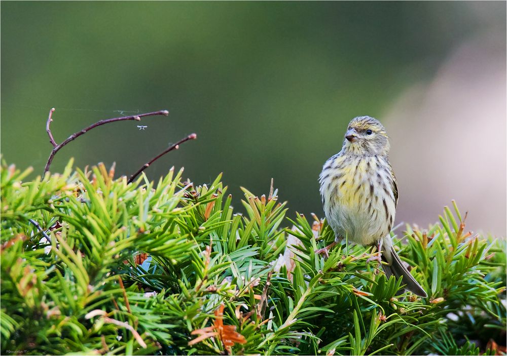 A young serin waiting to be fed