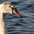 ...a young swan...
