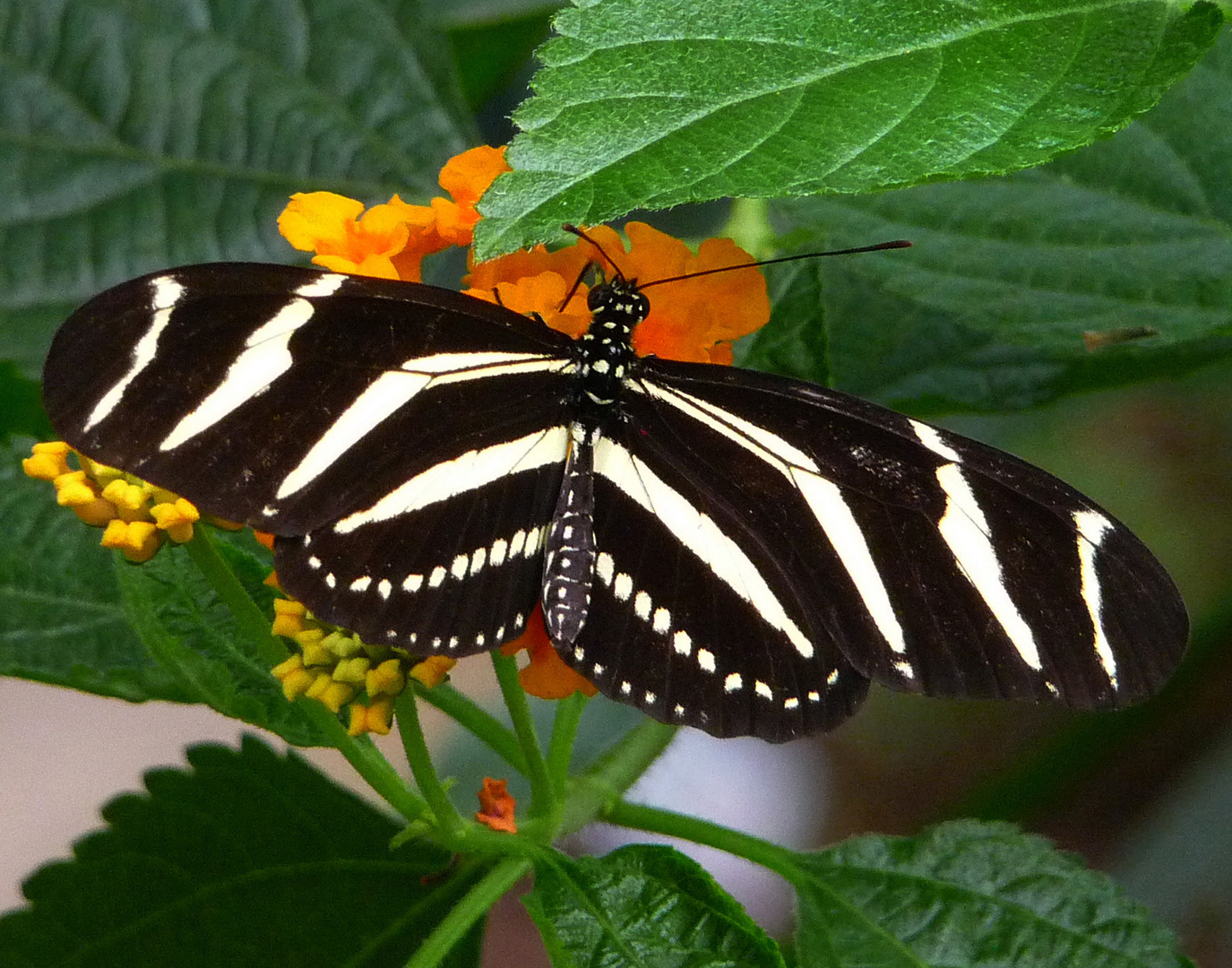 A Zebra Butterfly  (Heliconius charithonia)