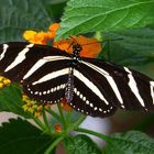 A Zebra Butterfly  (Heliconius charithonia)