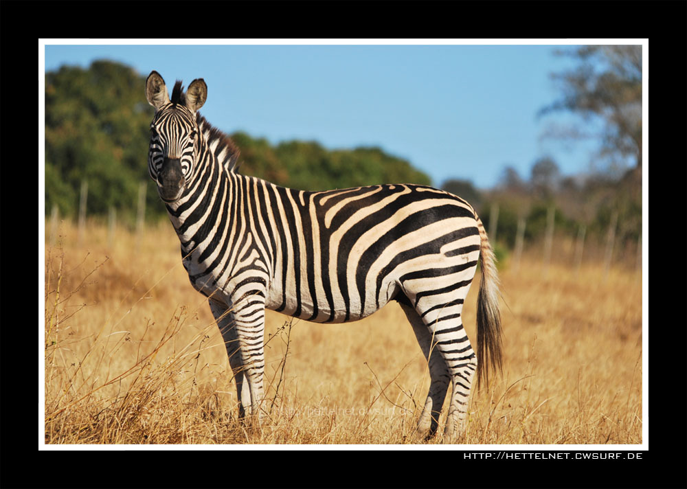 A zebra is looking