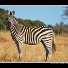 A zebra is looking