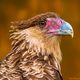 Close-up of Carancho Caracara