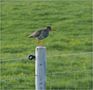 Der Rufer in der Wiese de Elsbeerfee