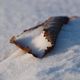 Blatt im Schnee