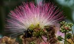 UNE FLEUR DE L'ALBIZIA AVEC UN HABITANT de Josiane64 