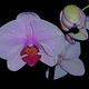 Phalenopsis