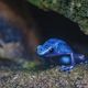 blue dart poison frog