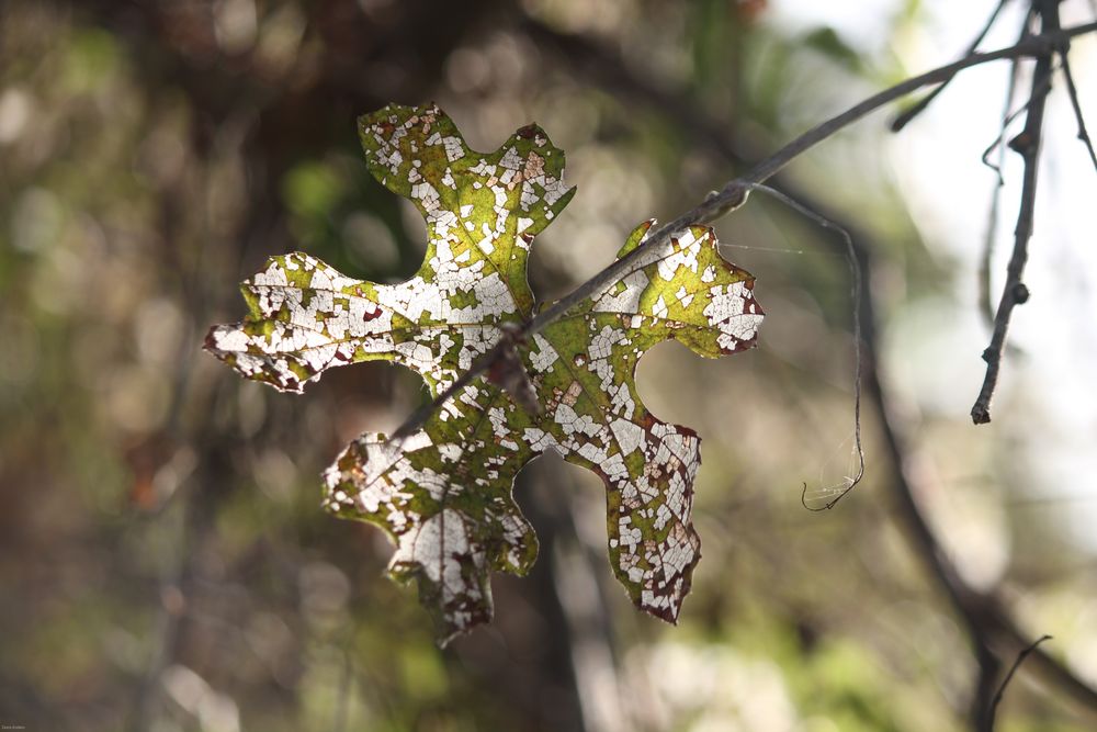 Jedes Blatt ... von Doris Enders