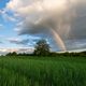 Der Baum im Regenbogen 