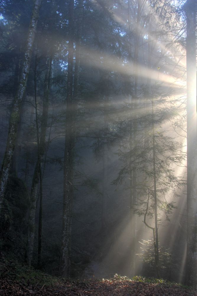 Der Nebel lichtet sich. von Stefan Schorer