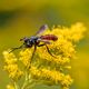 Fliege mit rotem stacheligem Bauch