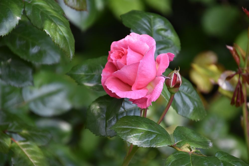 ^macro rose von  fritz zühlke