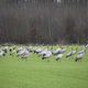 Les grues en rgion du lac du Der (Marne)