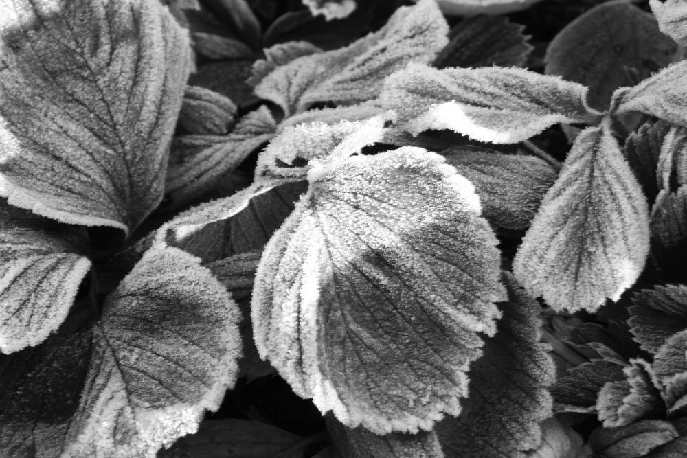 Eisblumen von Britta fotografiert 