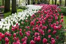 au Keukenhof............... de Janot Mundo