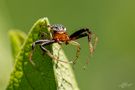 Rötliche Busch-Krabbenspinne von Abdulhalim