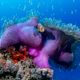 Anemone mit Clownfisch - Malediven