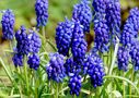 Muscari by FMW51