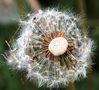 Pusteblume by Heinz-Werner Hüwel