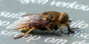 Dark Giant Horsefly by Mark Billiau.