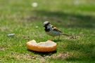 Moineau by Hany HOSSAMELDIN