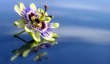 Passion flower by Irbenika