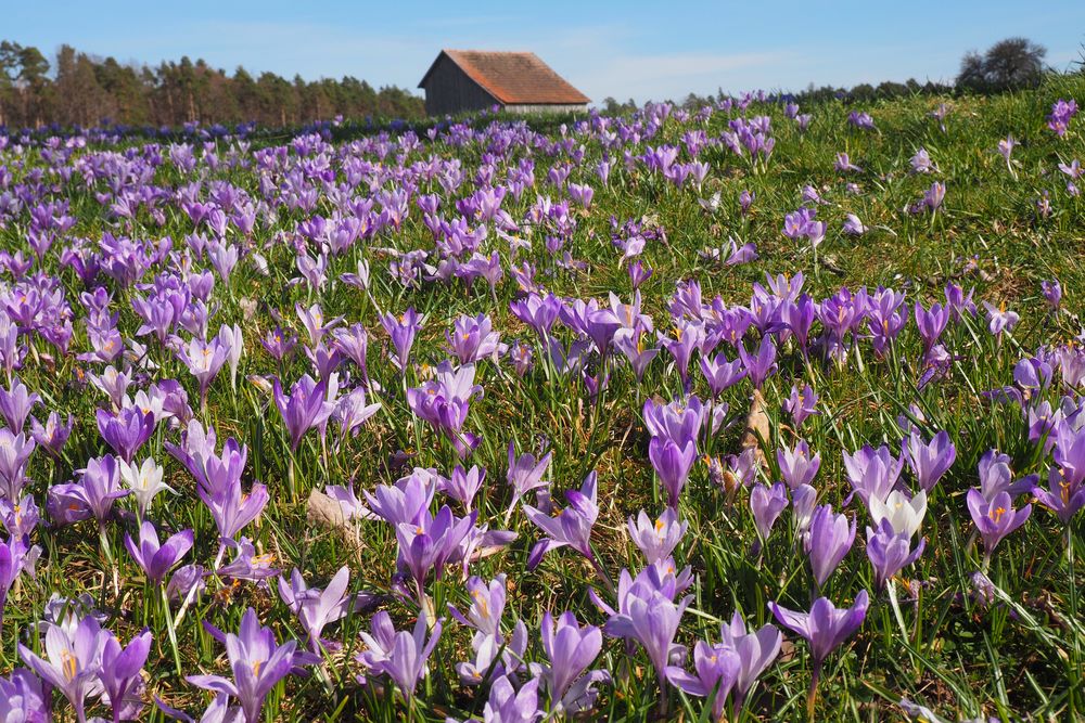 Krokusblüte in Zavelstein von h.r.skupin