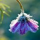 Frosty Cosmea