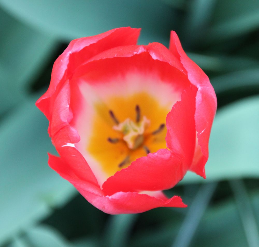 Tulpe im Frühling von M.F.P.