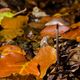 Steht ein Pil(s)z im Wald, kommt ein Reh und trinkts aus