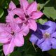 Clematis-70015