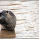 Nutria