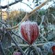 Physalis