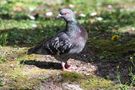 MONSIEUR LE PIGEON de Josiane64 