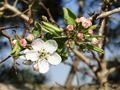 Printemps en boutons...... de PERSYN Thérèse 