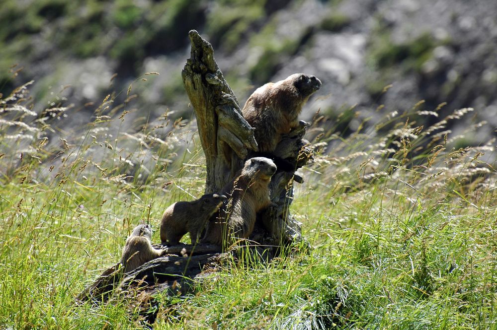 Murmeltierfamilie von mwfoto