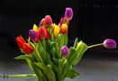 Tulpen von Josef Juchem