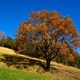 Eichenbaum im Herbst