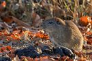 Gemeines Meerschweinchen von Mario Hallbauer