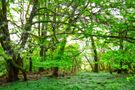 Wald im Orton Effekt de Wilcox