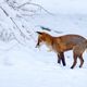 das Rascheln unterm Schnee