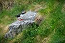 Vögel der Insel Runde - Norwegen de Hilde.brandt