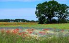 Blumenwiese, Flower meadow, Prado de flores von Harald Schaad