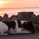 Hund am Strand bei Sonnenuntergang