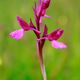 Orquidea Mariposa