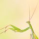 Gottesanbeterin (Mantis Religiosa)