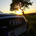 A6 3,0 TDI Wildlife 2